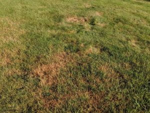 Turf damage