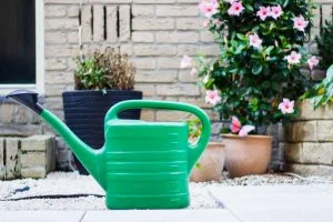 MN Watering