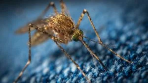Mosquito Barrier