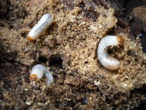 Grub and Insect Control