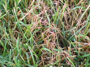Red Thread in MN Lawns