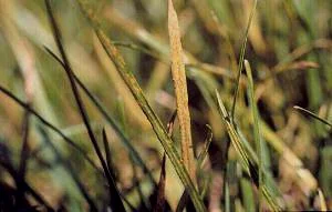 Rust in MN Lawns